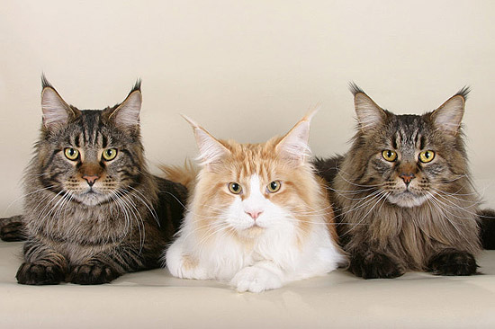 Maine Coon Cat Size Chart
