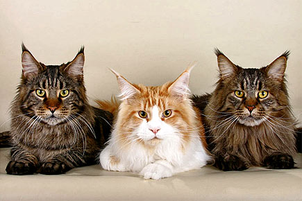 Largest Maine Coon