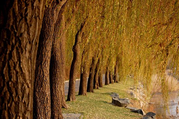 Golden Willows along the lake at the Summer Palace